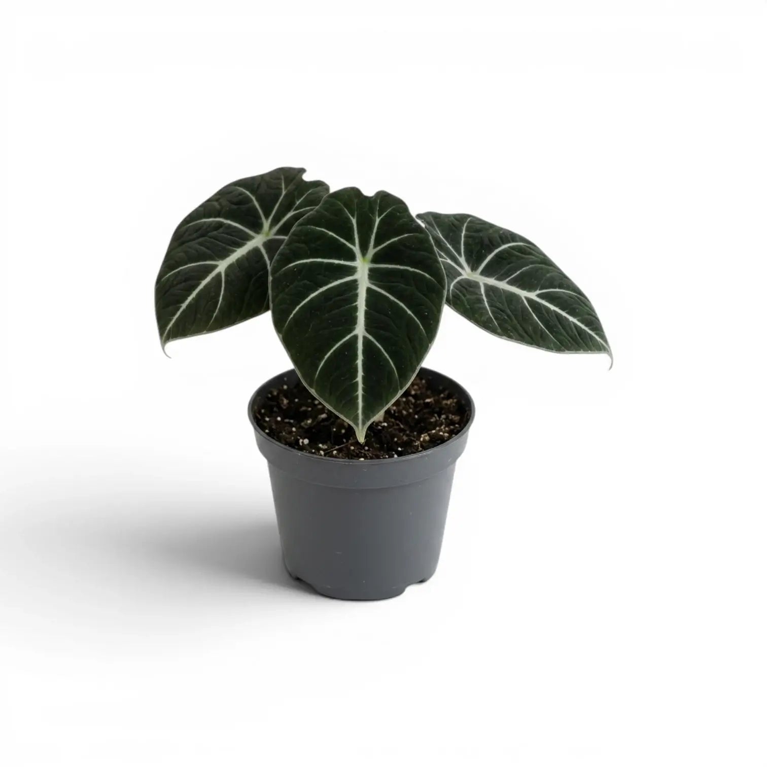 Junge Alocasia reginula Black Velvet mit sehr dunklen Blättern und kontrastreichen weißen Adern im Anzuchttopf vor weißem Hintergrund