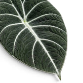 Nahaufnahme eines strukturierten, fast schwarzen Blatts von Alocasia Black Velvet mit kontrastreichen Adern vor weißem Hintergrund