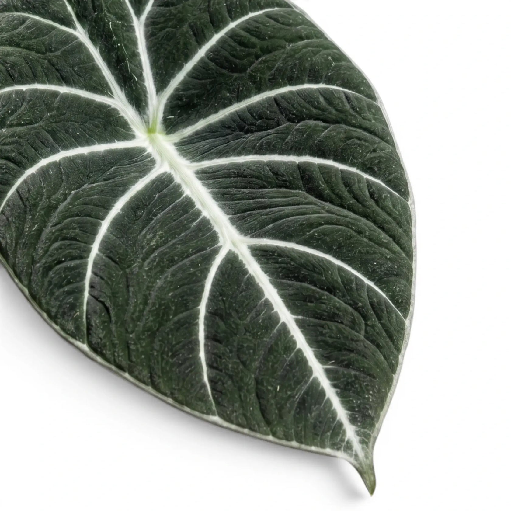 Nahaufnahme eines strukturierten, fast schwarzen Blatts von Alocasia Black Velvet mit kontrastreichen Adern vor weißem Hintergrund