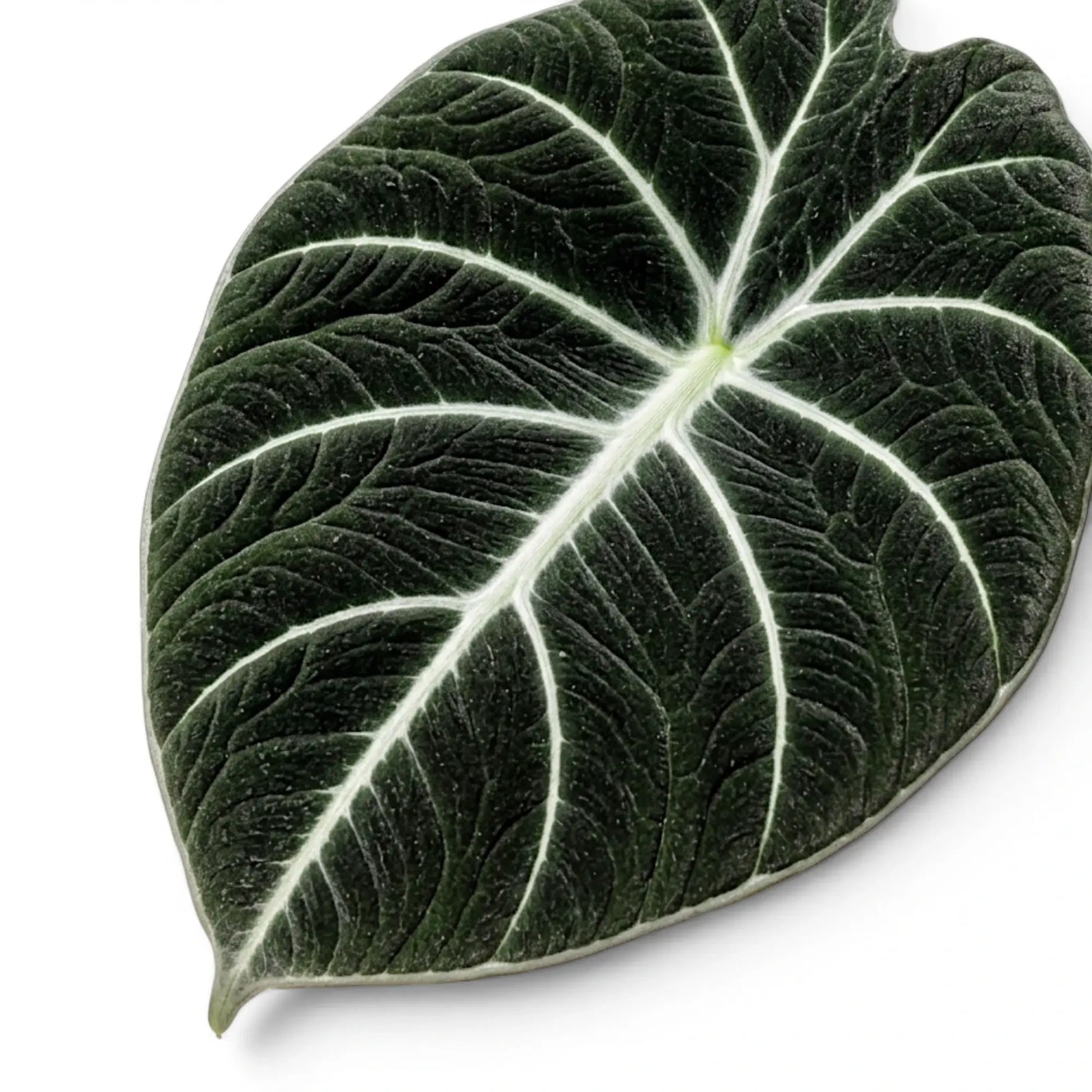 Nahaufnahme eines strukturierten, fast schwarzen Blatts von Alocasia reginula Black Velvet mit kontrastreichen Adern vor weißem Hintergrund