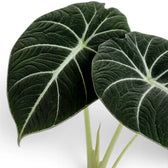 Nahaufnahme eines strukturierten, fast schwarzen Blatts von Alocasia reginula Black Velvet mit kontrastreichen Adern vor weißem Hintergrund