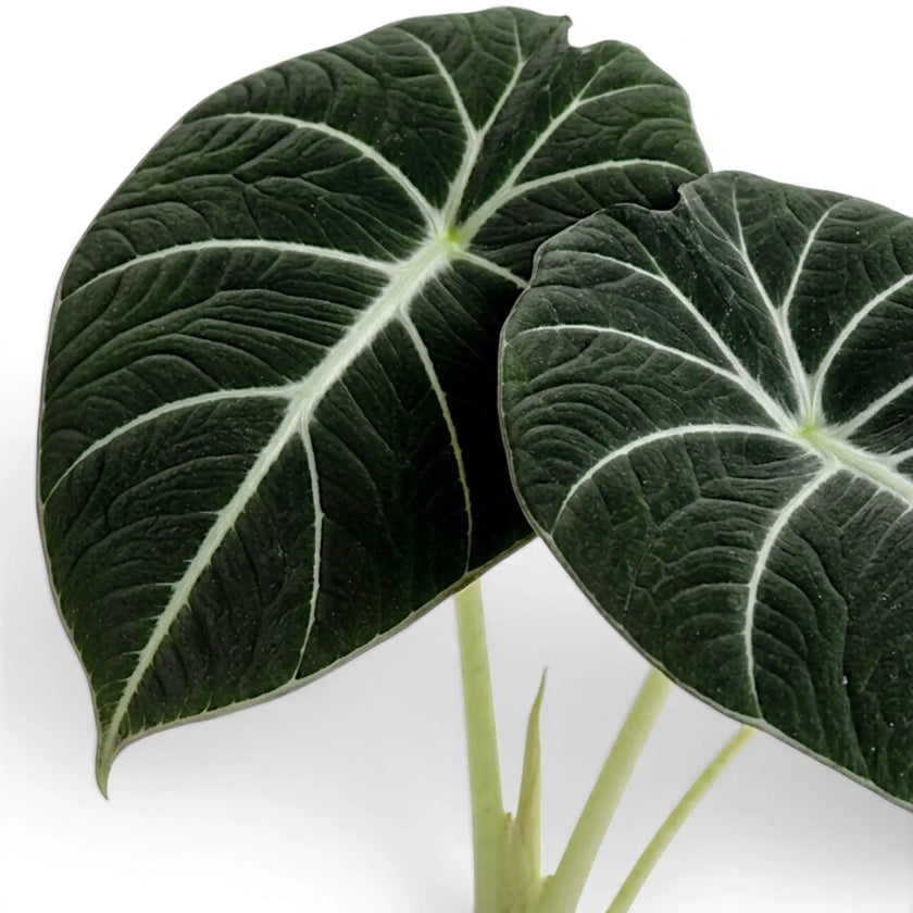 Alocasia reginula 'Black Velvet'