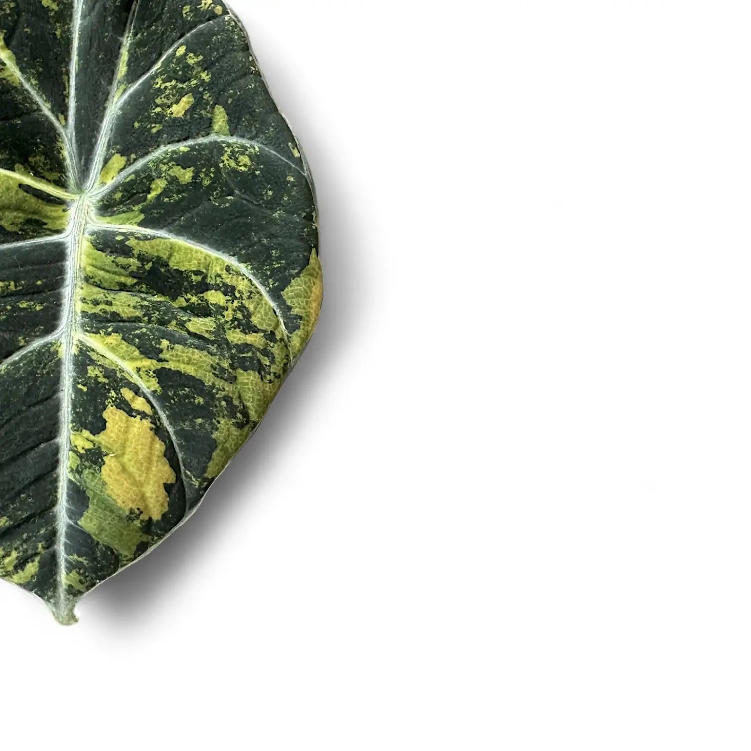 Nahaufnahme eines Blatts von Alocasia reginula 'Black Velvet Gold' vor weißem Hintergrund.