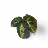 Alocasia reginula 'Black Velvet Gold' – Topfpflanze im Kulturtopf vor weißem Hintergrund, Produktfoto 2.