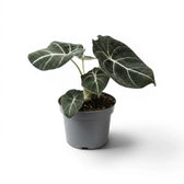 Mittelgroße Alocasia reginula Black Velvet mit strukturierten, fast schwarzen Blättern und kontrastreichen Adern im Anzuchttopf vor weißem Hintergrund