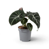 Mittelgroße Alocasia reginula Black Velvet mit strukturierten, fast schwarzen Blättern und kontrastreichen Adern im Anzuchttopf vor weißem Hintergrund