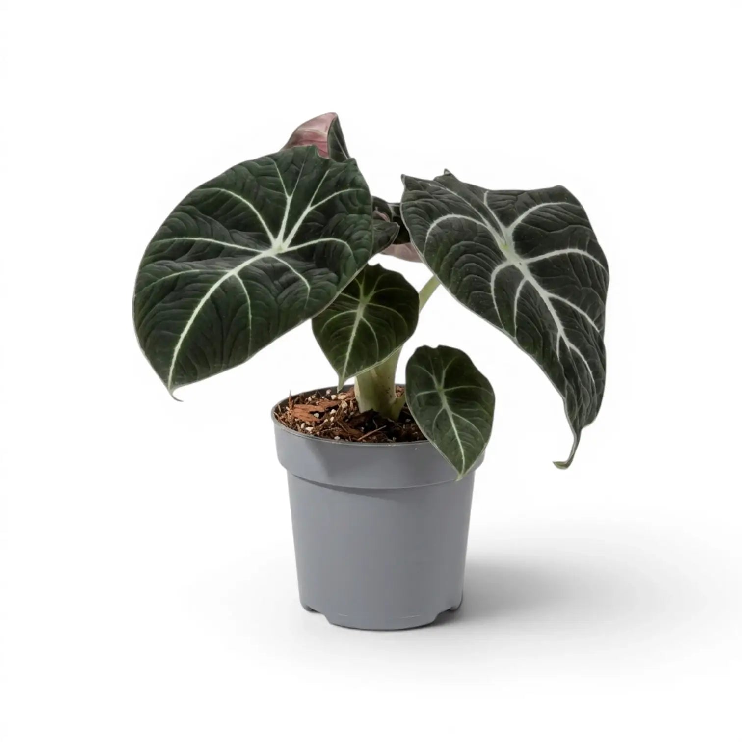 Mittelgroße Alocasia reginula Black Velvet mit strukturierten, fast schwarzen Blättern und kontrastreichen Adern im Anzuchttopf vor weißem Hintergrund