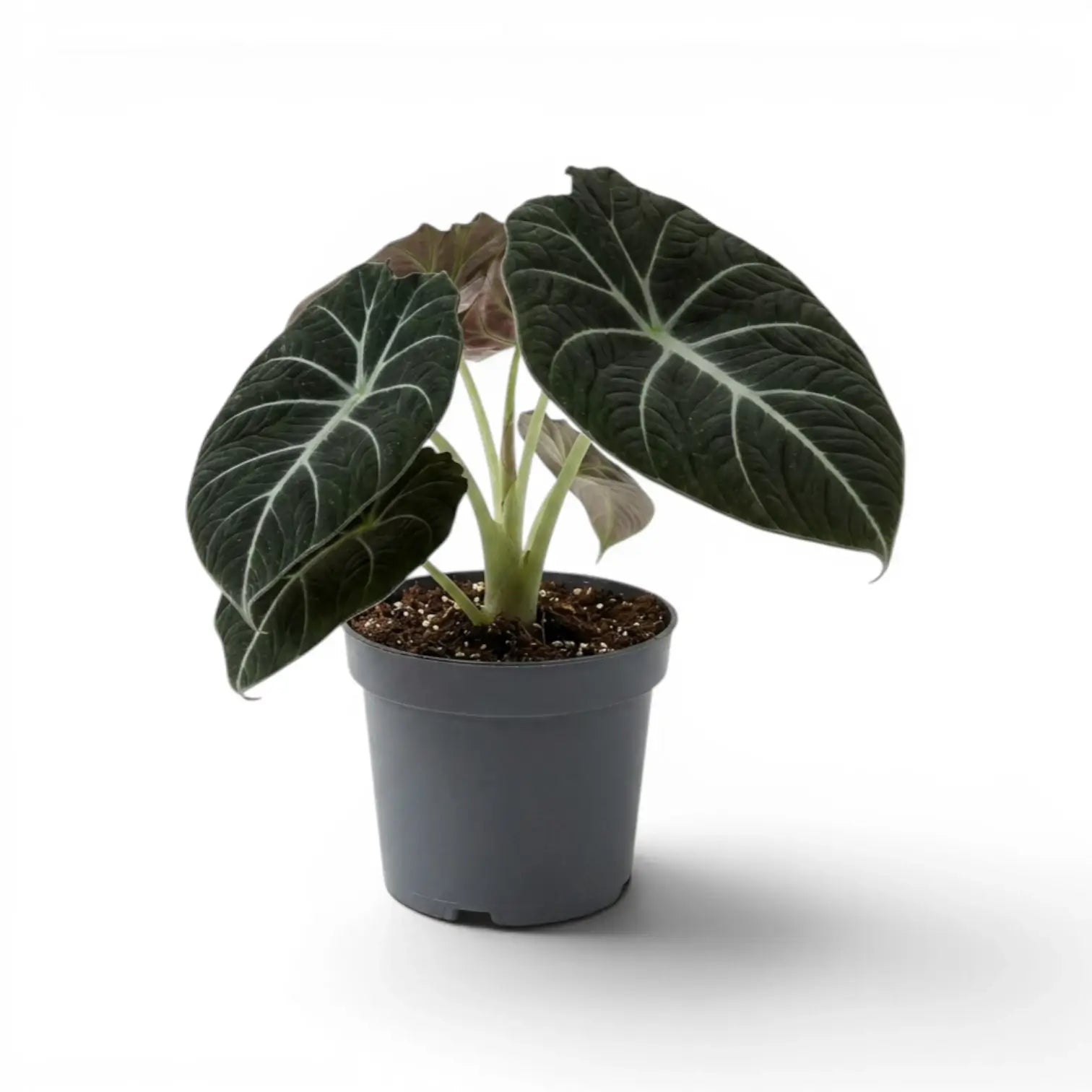 Mittelgroße Alocasia reginula Black Velvet mit strukturierten, fast schwarzen Blättern und kontrastreichen Adern im Anzuchttopf vor weißem Hintergrund