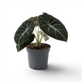 Mittelgroße Alocasia reginula Black Velvet mit strukturierten, fast schwarzen Blättern und kontrastreichen Adern im Anzuchttopf vor weißem Hintergrund