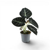 Mittelgroße Alocasia reginula Black Velvet mit strukturierten, fast schwarzen Blättern und kontrastreichen Adern im Anzuchttopf vor weißem Hintergrund