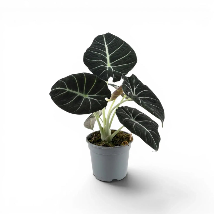 Mittelgroße Alocasia reginula Black Velvet mit strukturierten, fast schwarzen Blättern und kontrastreichen Adern im Anzuchttopf vor weißem Hintergrund