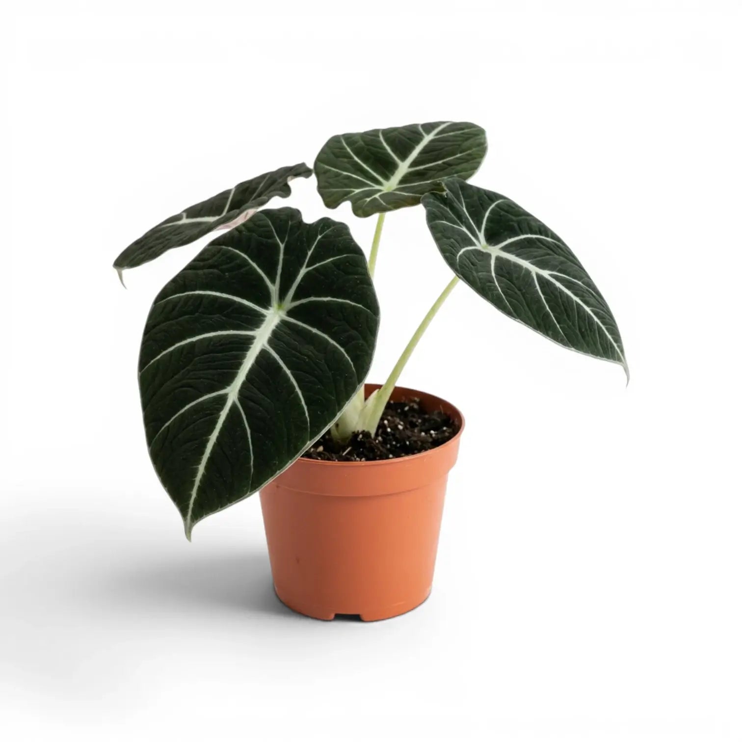 Mittelgroße Alocasia reginula Black Velvet mit strukturierten, fast schwarzen Blättern und kontrastreichen Adern im Anzuchttopf vor weißem Hintergrund