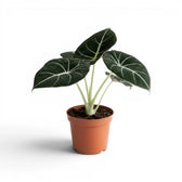 Mittelgroße Alocasia reginula Black Velvet mit strukturierten, fast schwarzen Blättern und kontrastreichen Adern im Anzuchttopf vor weißem Hintergrund