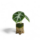 Alocasia reginula 'Ninja' – Topfpflanze im Kulturtopf vor weißem Hintergrund, Produktfoto 4.