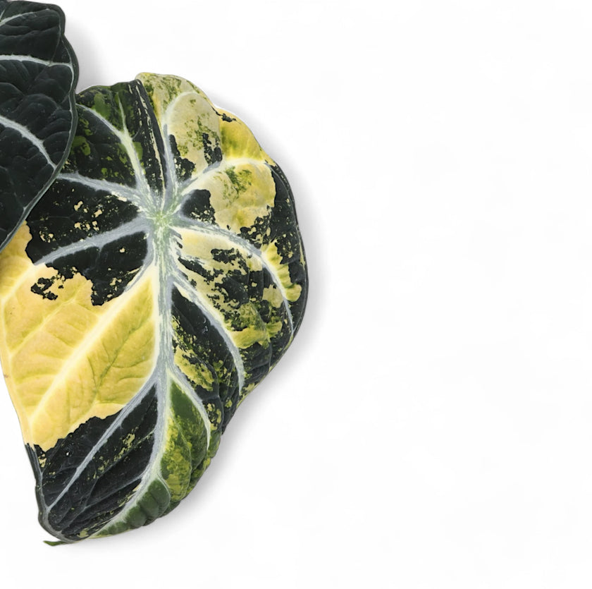 Alocasia reginula 'Ninja' variegata leaf detail on white background.
