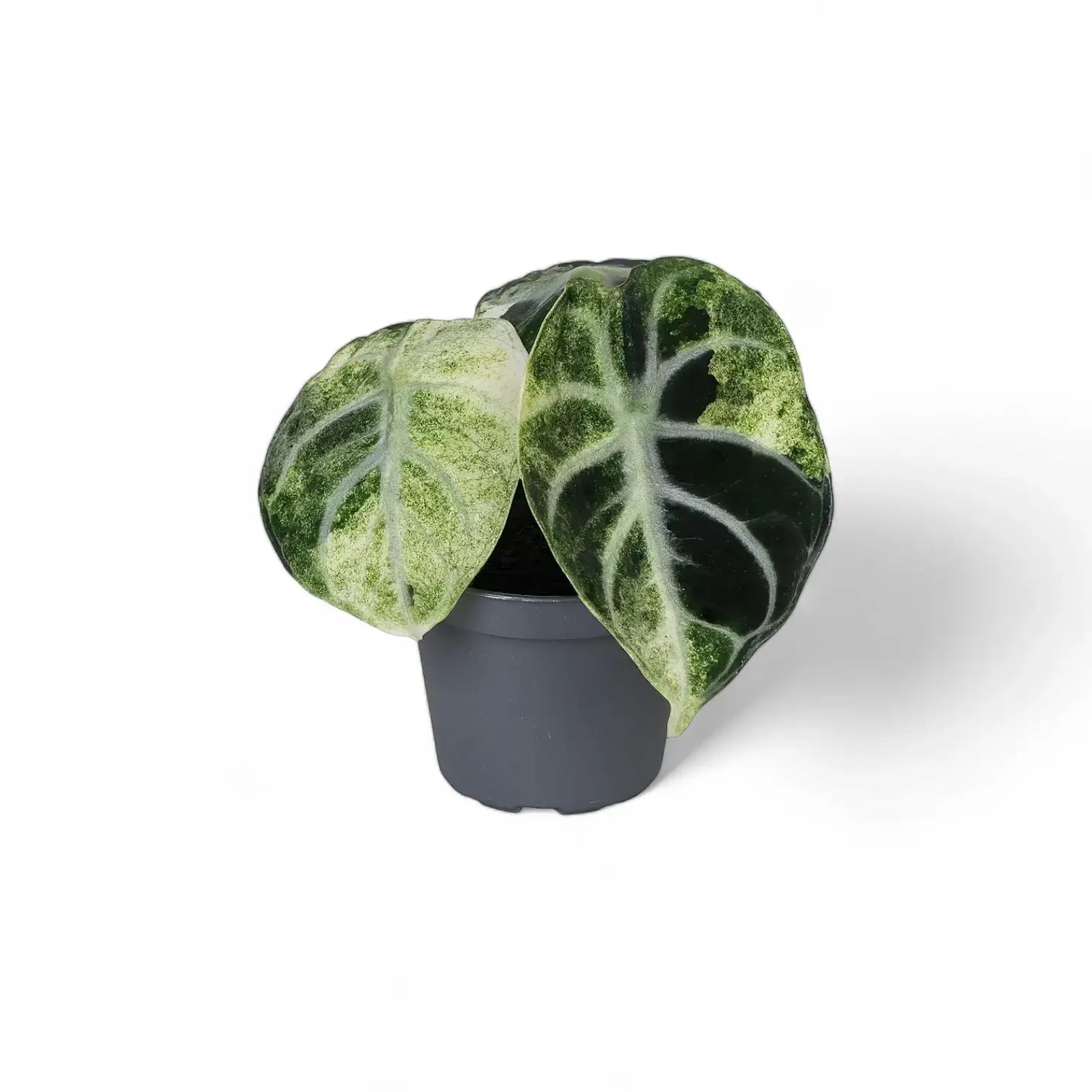 Alocasia reginula 'Ninja' variegata potted plant in nursery pot on white background.