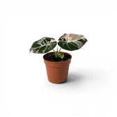 Alocasia reginula pink variegata baby plant with dark green and pink-variegated leaves in a nursery pot on white background