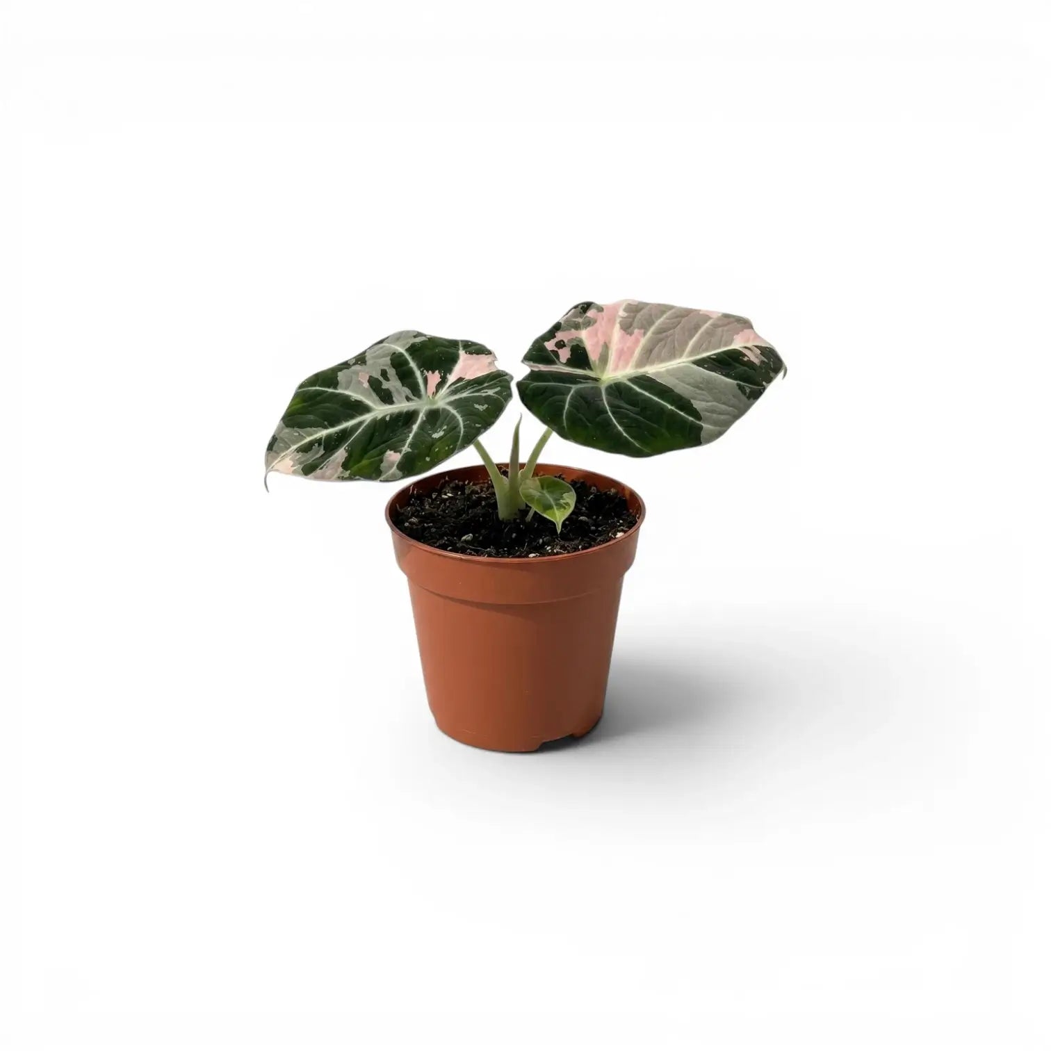 Alocasia reginula pink variegata baby plant with dark green and pink-variegated leaves in a nursery pot on white background