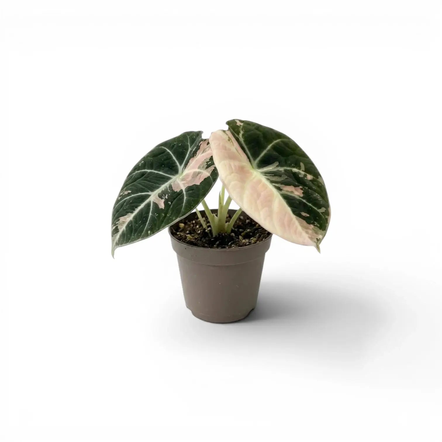 Small Alocasia reginula pink variegata baby plant with dark green and pink-variegated leaves in a nursery pot on white background