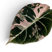 Close up of a dark green and pink variegated leaf of Alocasia reginula pink variegata on white background