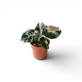 Potted Alocasia reginula pink variegata plant with pink and white variegated leaves on a white background