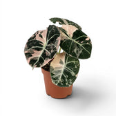 Potted Alocasia reginula pink variegata plant with pink and white variegated leaves on a white background