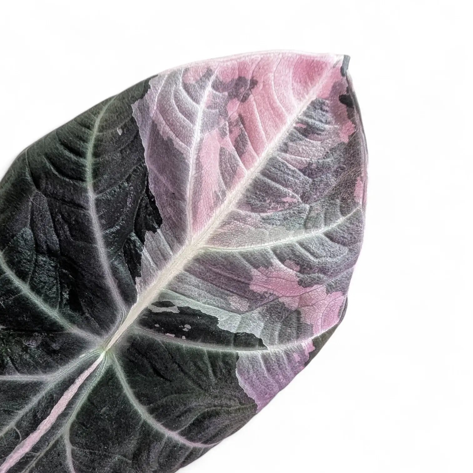 Nahaufnahme eines Blatts von Alocasia reginula Pink Variegated vor weißem Hintergrund.