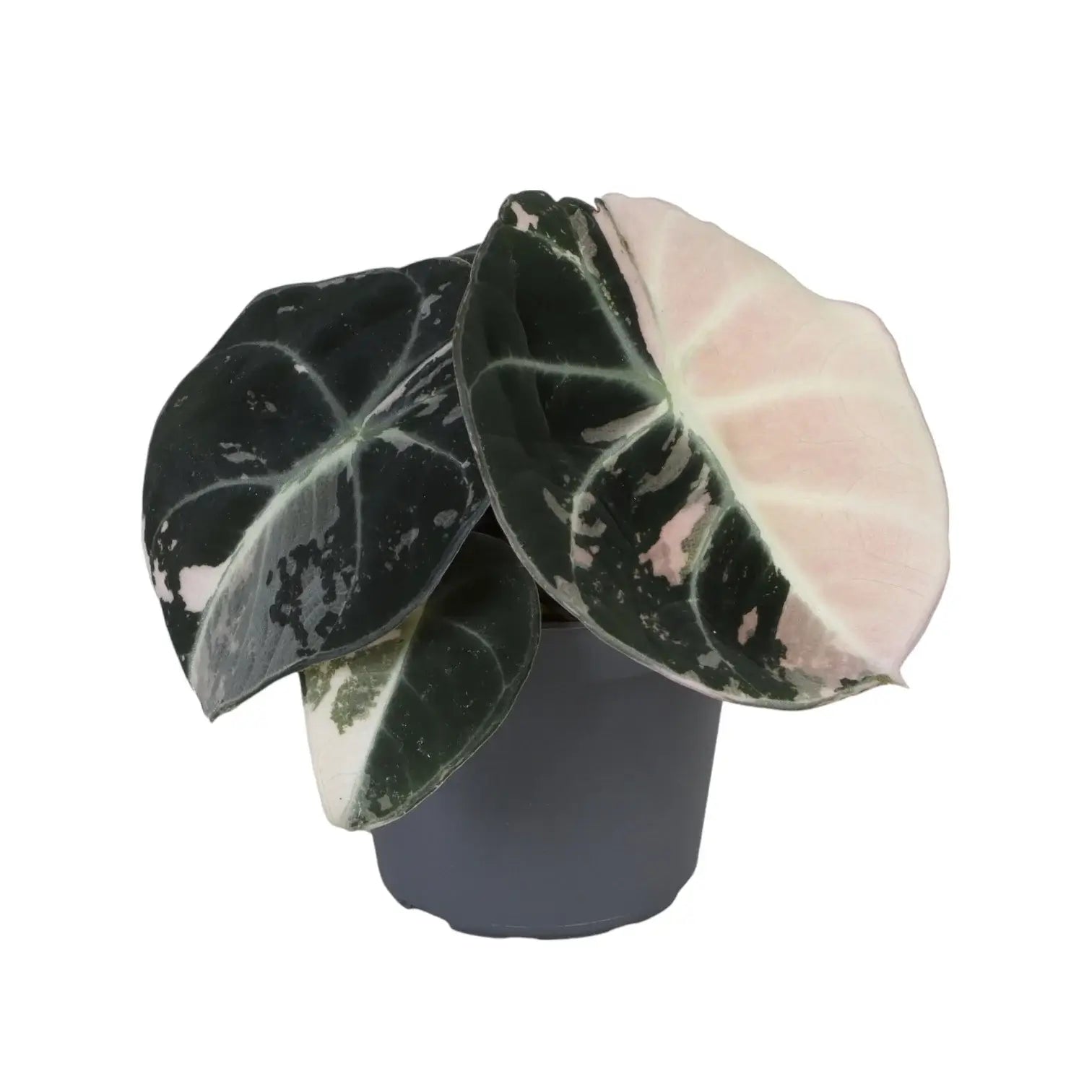 Alocasia reginula Pink Variegated – Topfpflanze im Kulturtopf vor weißem Hintergrund, Produktfoto 2.