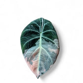 Alocasia reginula Pink Variegated – Topfpflanze im Kulturtopf vor weißem Hintergrund, Produktfoto 3.