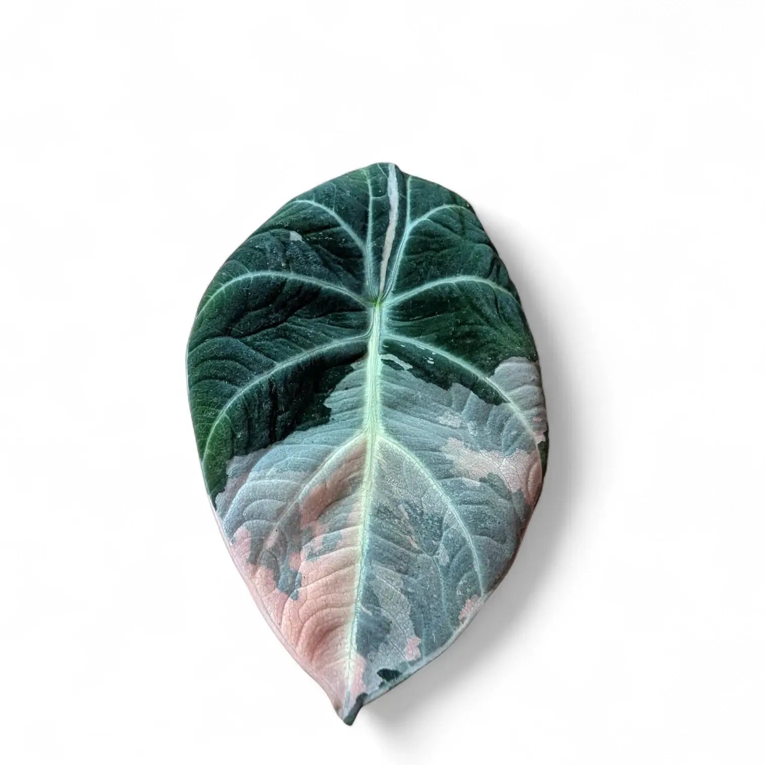 Alocasia reginula Pink Variegated – Topfpflanze im Kulturtopf vor weißem Hintergrund, Produktfoto 3.