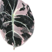 Alocasia reginula Pink Variegated – Topfpflanze im Kulturtopf vor weißem Hintergrund, Produktfoto 4.