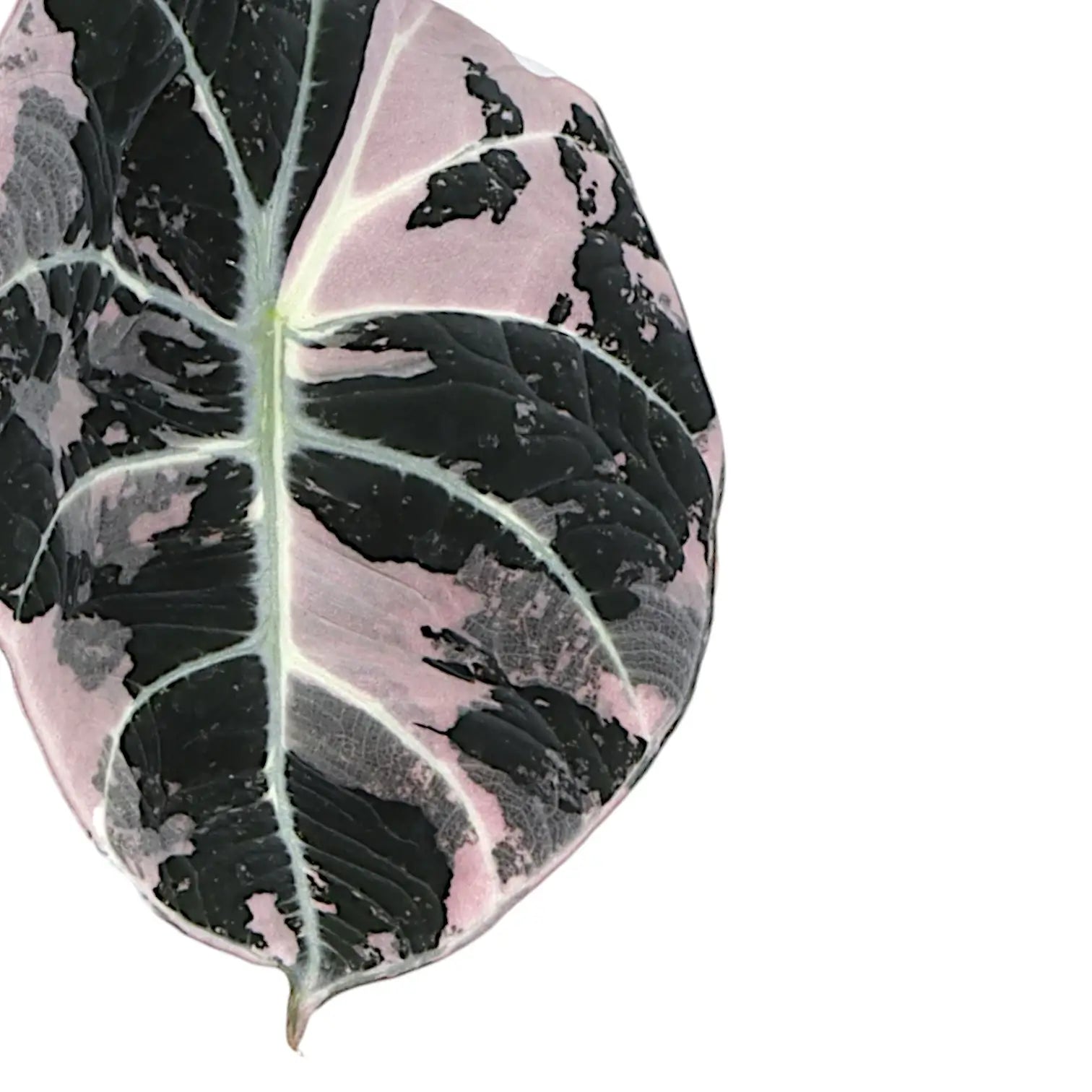 Alocasia reginula Pink Variegated – Topfpflanze im Kulturtopf vor weißem Hintergrund, Produktfoto 4.