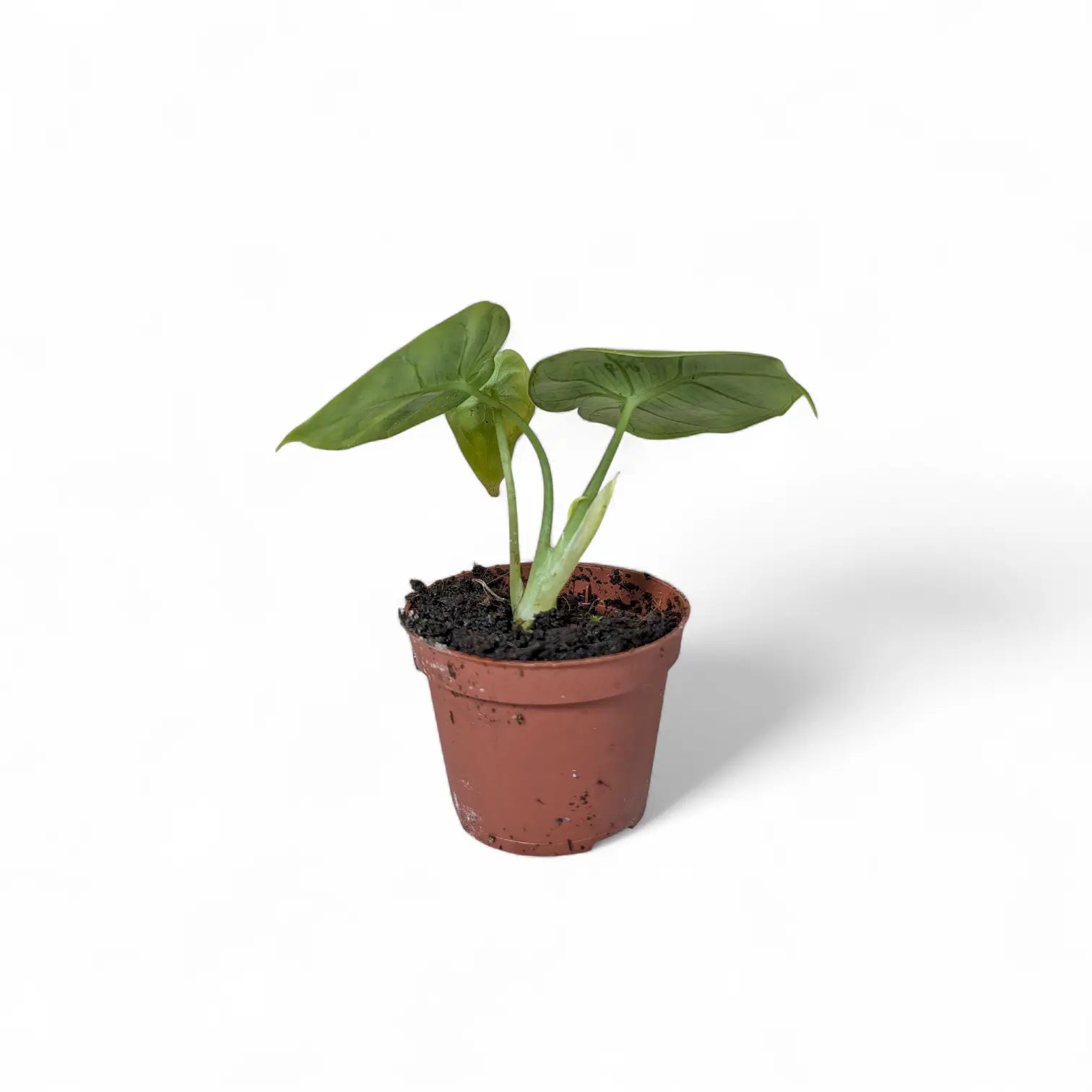 Alocasia reversa – Topfpflanze im Kulturtopf vor weißem Hintergrund, Produktfoto 13.