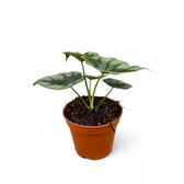 Alocasia reversa – Topfpflanze im Kulturtopf vor weißem Hintergrund, Produktfoto 4.