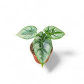 Alocasia reversa – Topfpflanze im Kulturtopf vor weißem Hintergrund, Produktfoto 9.