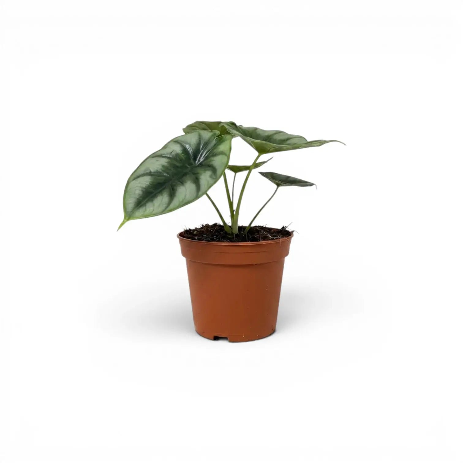 Alocasia reversa