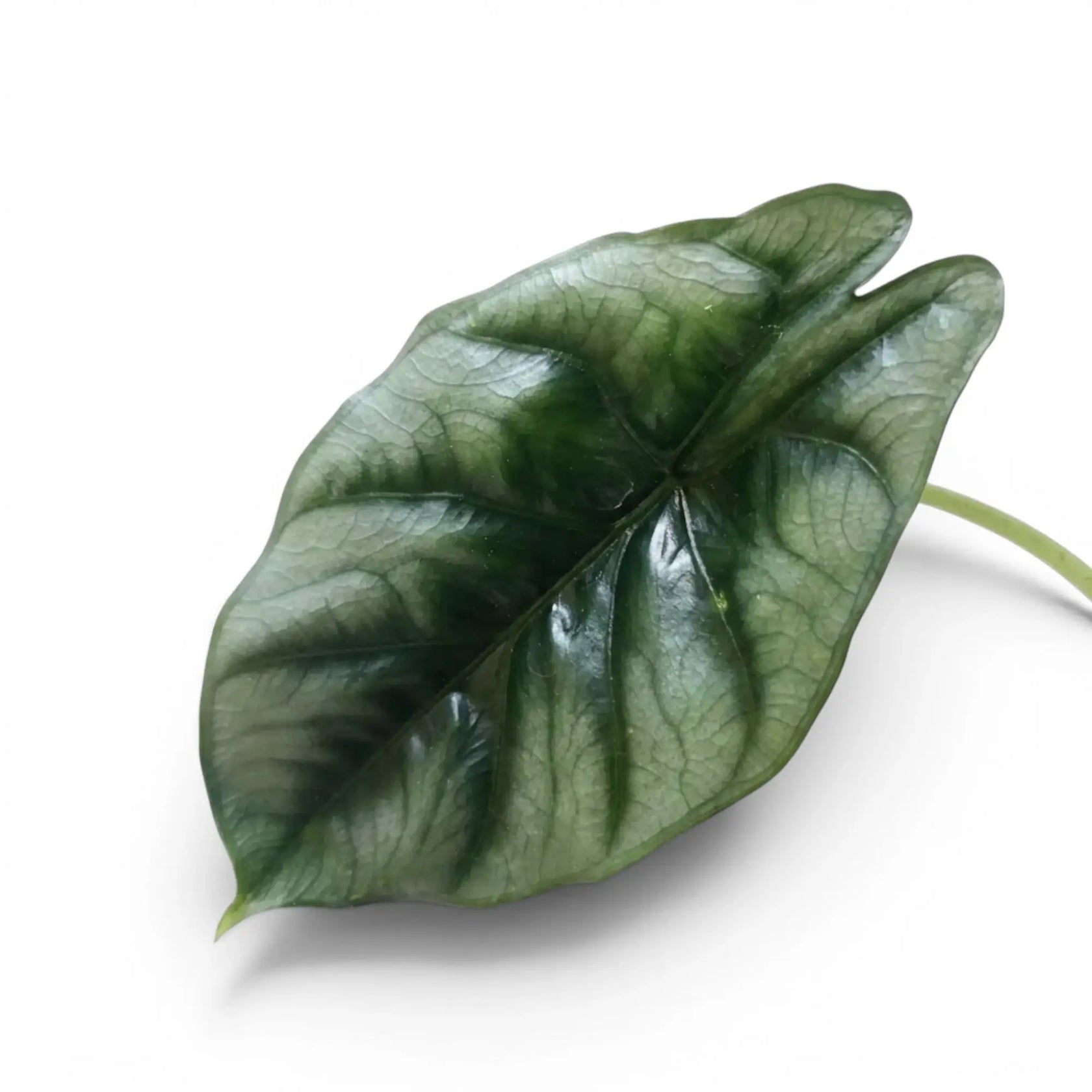 Alocasia reversa