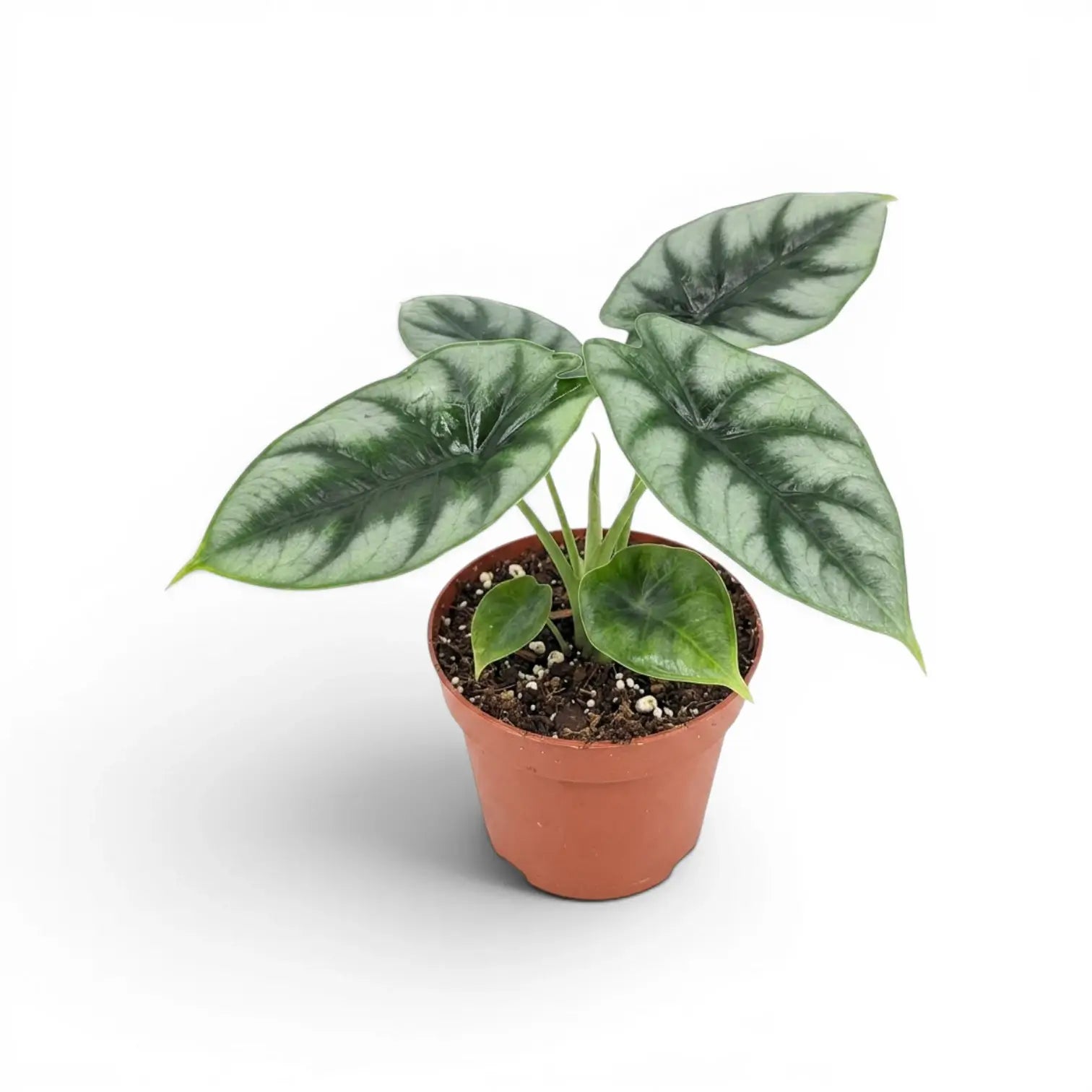 Alocasia reversa