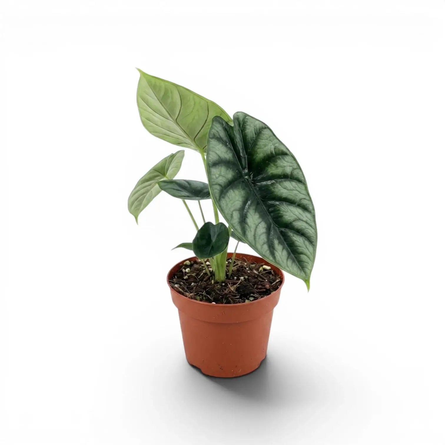 Alocasia reversa