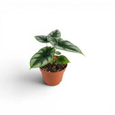 Alocasia reversa