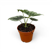 Alocasia reversa