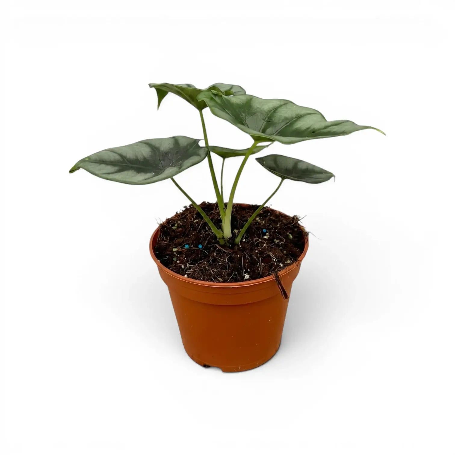 Alocasia reversa