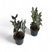 Alocasia sanderiana 'Nobilis' – Topfpflanze im Kulturtopf vor weißem Hintergrund, Produktfoto 2.