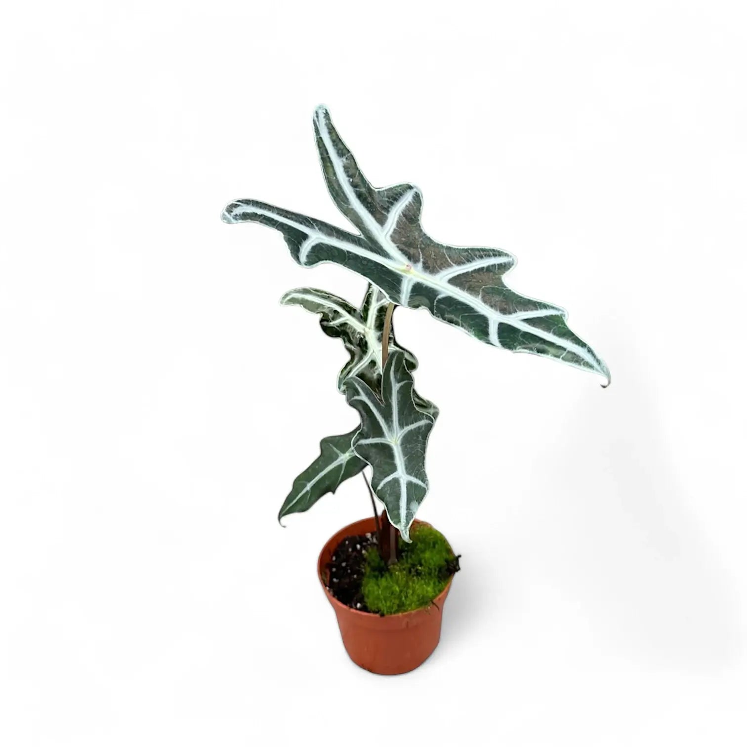 Alocasia sanderiana 'Nobilis' potted plant in nursery pot on white background.