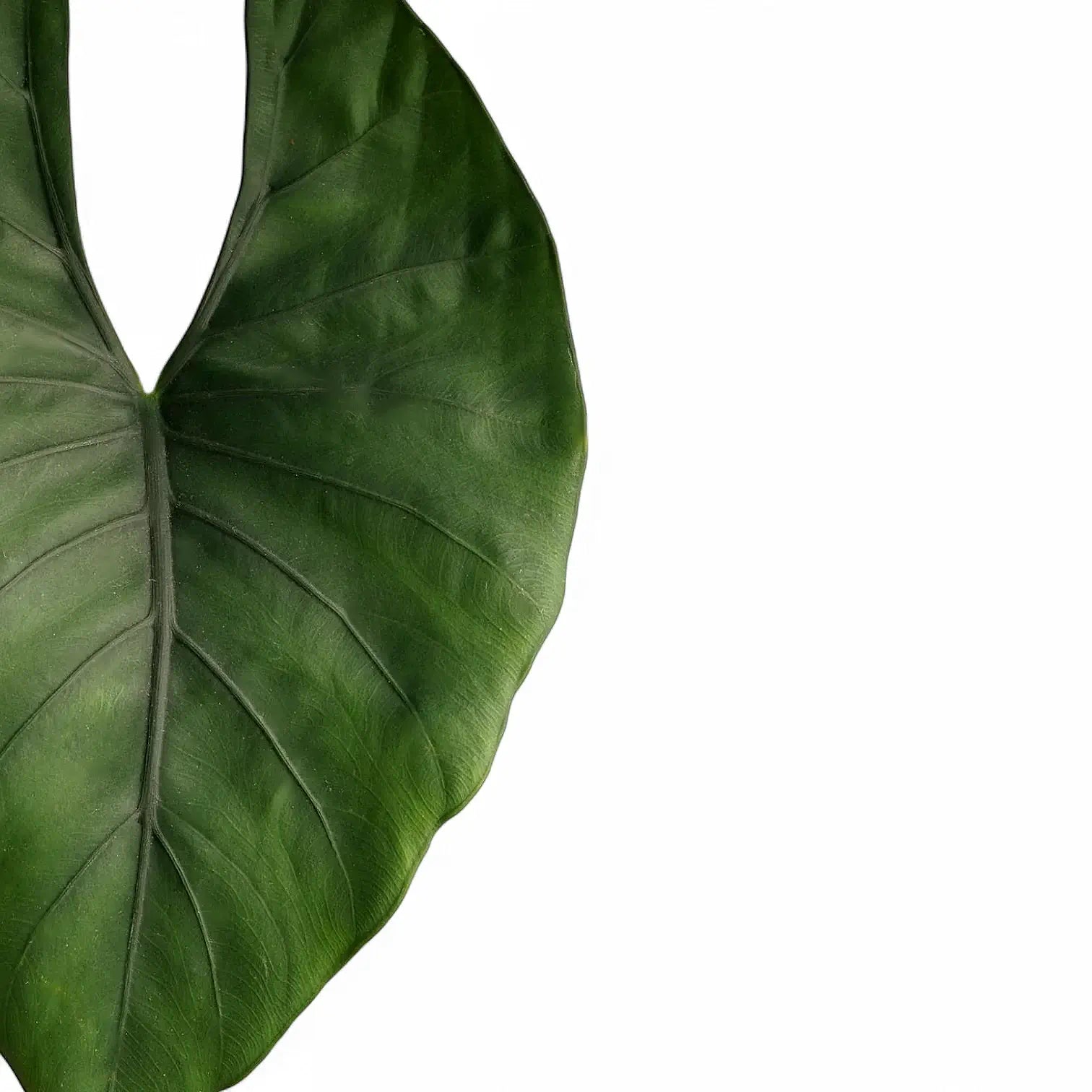 Nahaufnahme eines Blatts von Alocasia scabriuscula vor weißem Hintergrund.