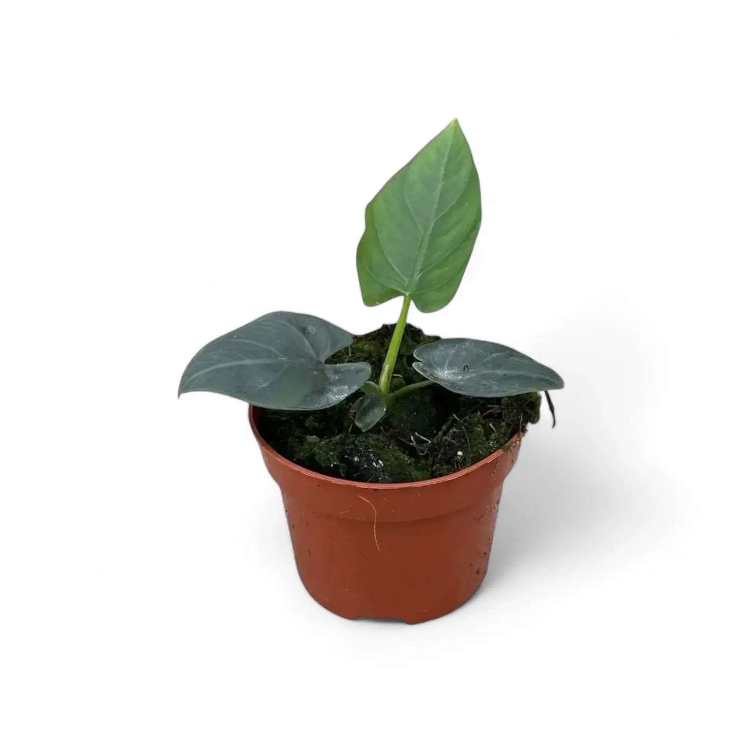 Alocasia scabriuscula potted plant in nursery pot on white background.