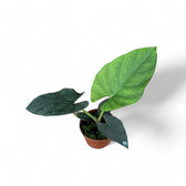 Alocasia scabriuscula potted plant in nursery pot on white background.