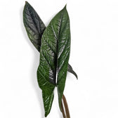 Alocasia scalprum leaf close-up on white background.