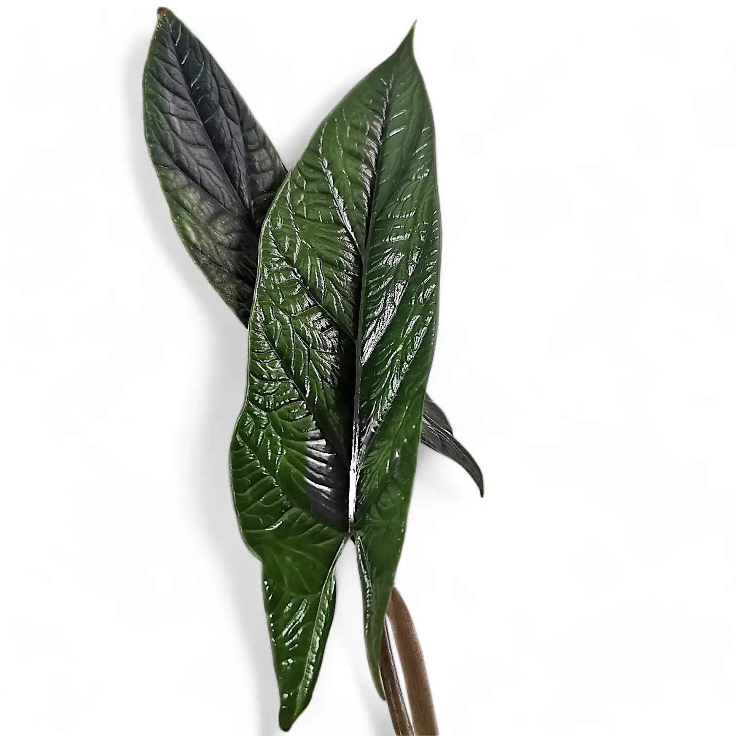 Alocasia scalprum leaf close-up on white background.