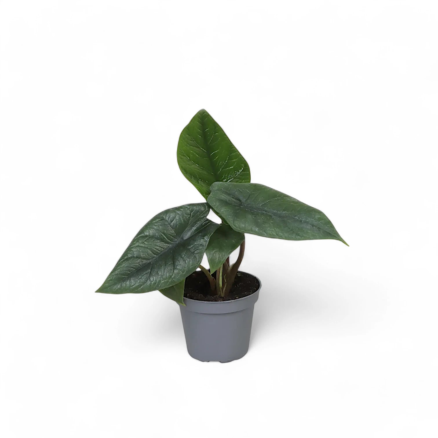 Alocasia scalprum potted plant in nursery pot on white background.